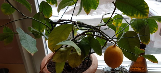 En mogen citron på en planta som står i ett fönster.
